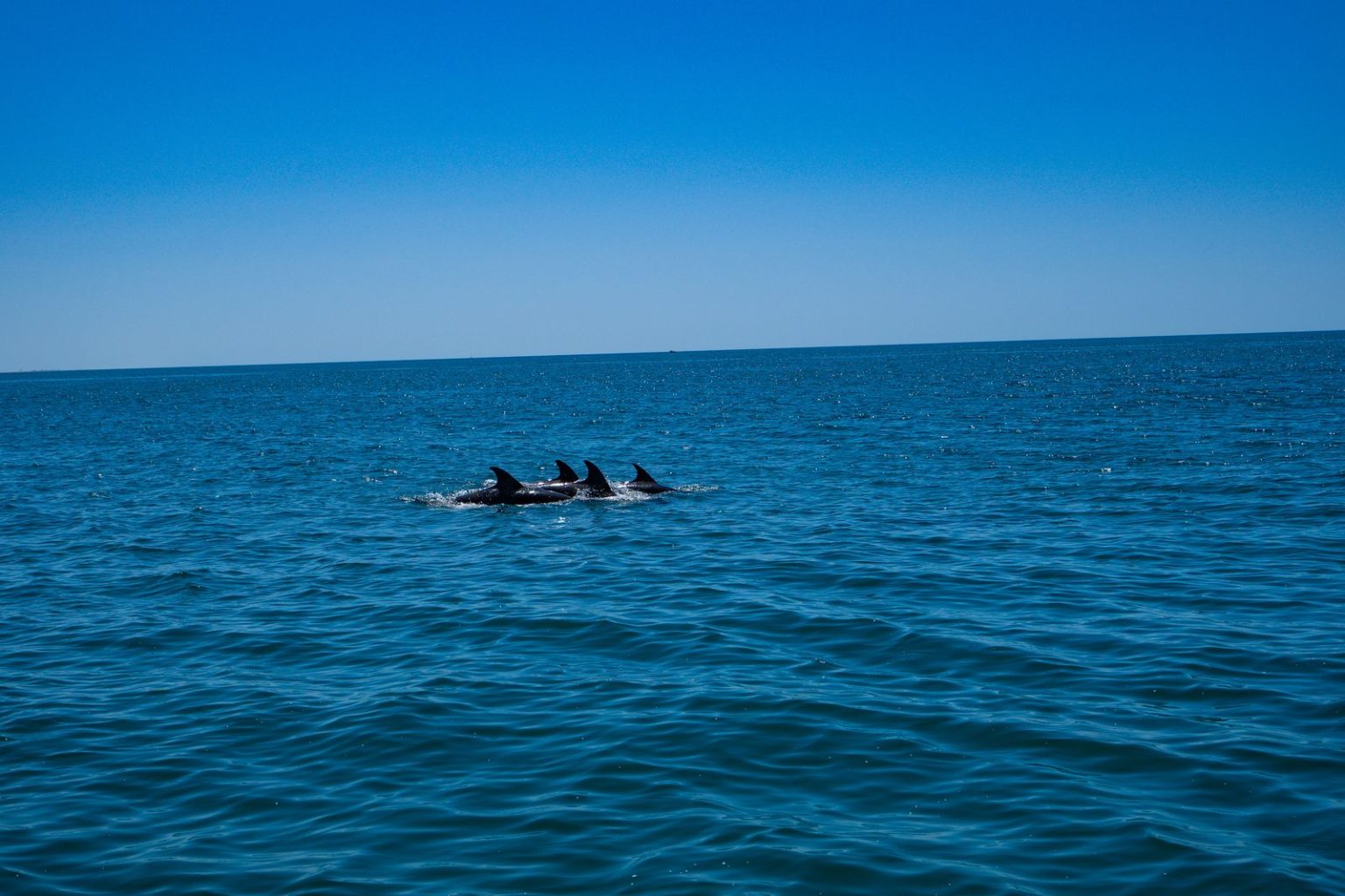 Pod of dolphins at the surface of the sea