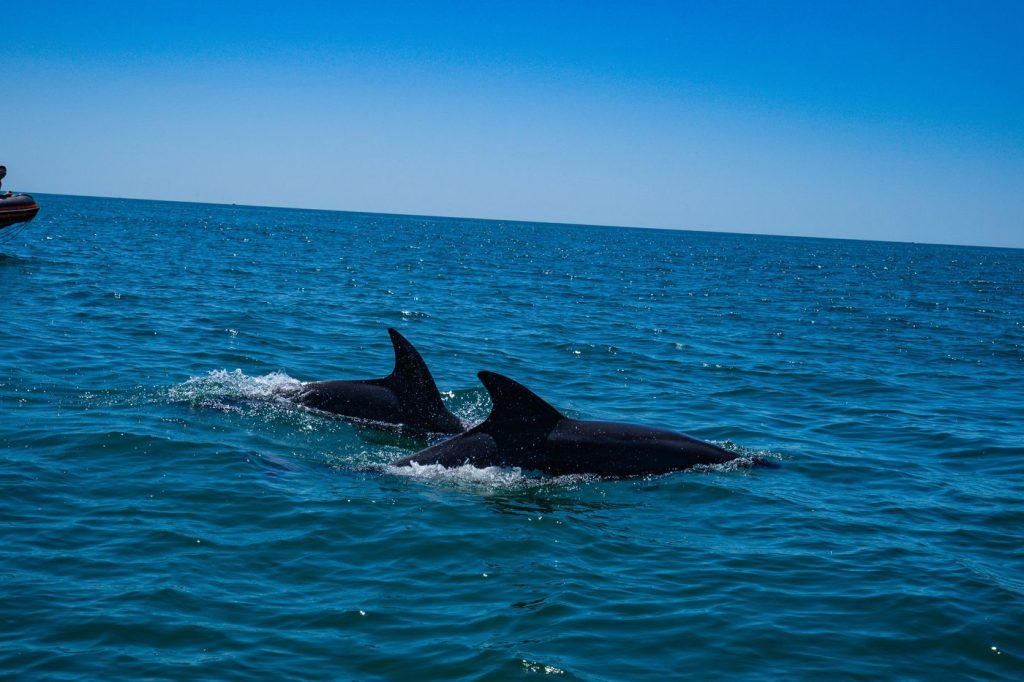 Dolphins swimming beside a boat