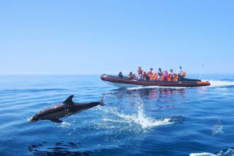 Dolphin jumping beside a RIB boat full of guests