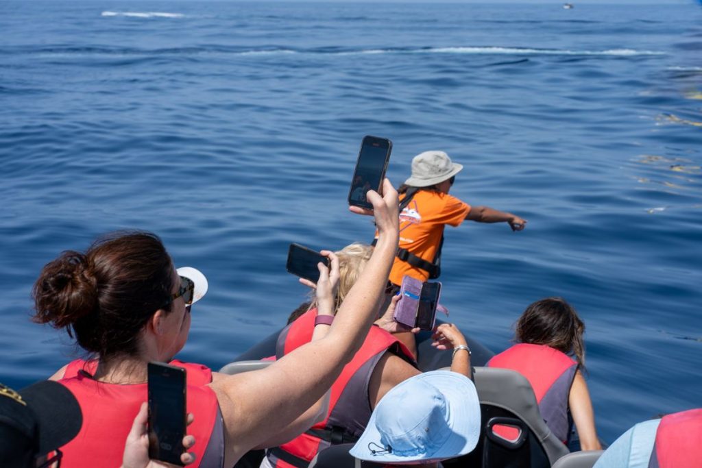 Guide on a fast RIB speedboat during a dolphin watching trip